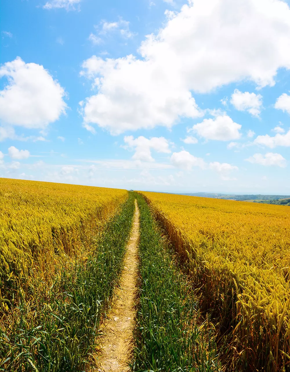 Sceniczny widok pola rolniczego na tle nieba