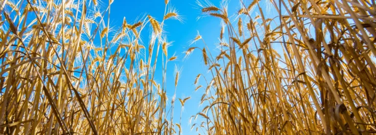 Zdjęcie pola pszenicy gotowe do zbiorów