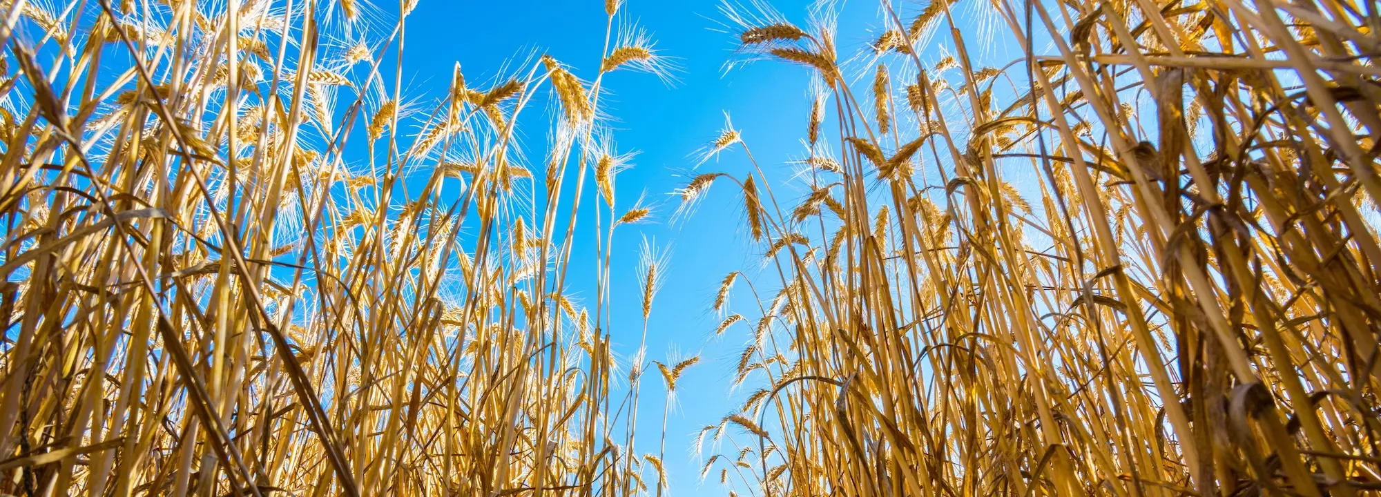 Zdjęcie pola pszenicy gotowe do zbiorów