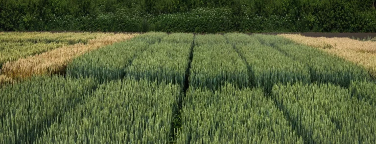 Obszar uprawy różnych zbóż