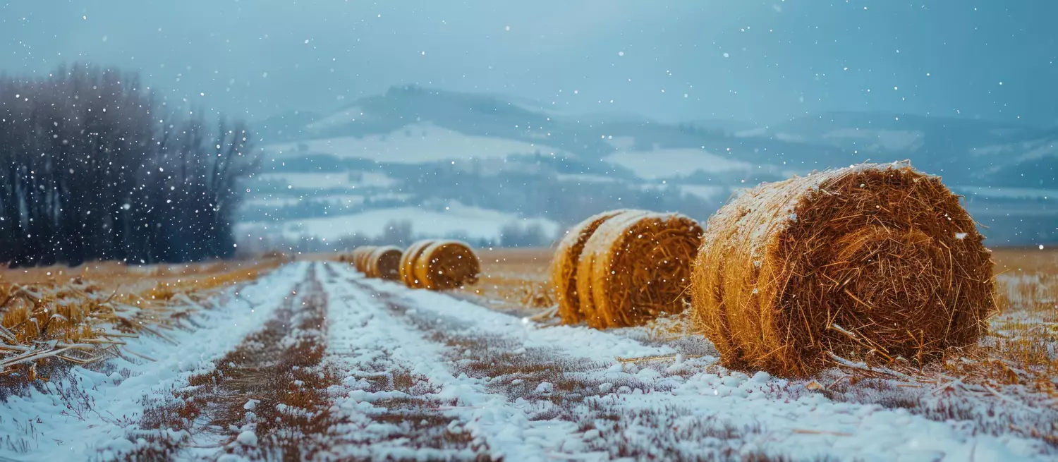 Siano w śnieżnym krajobrazie