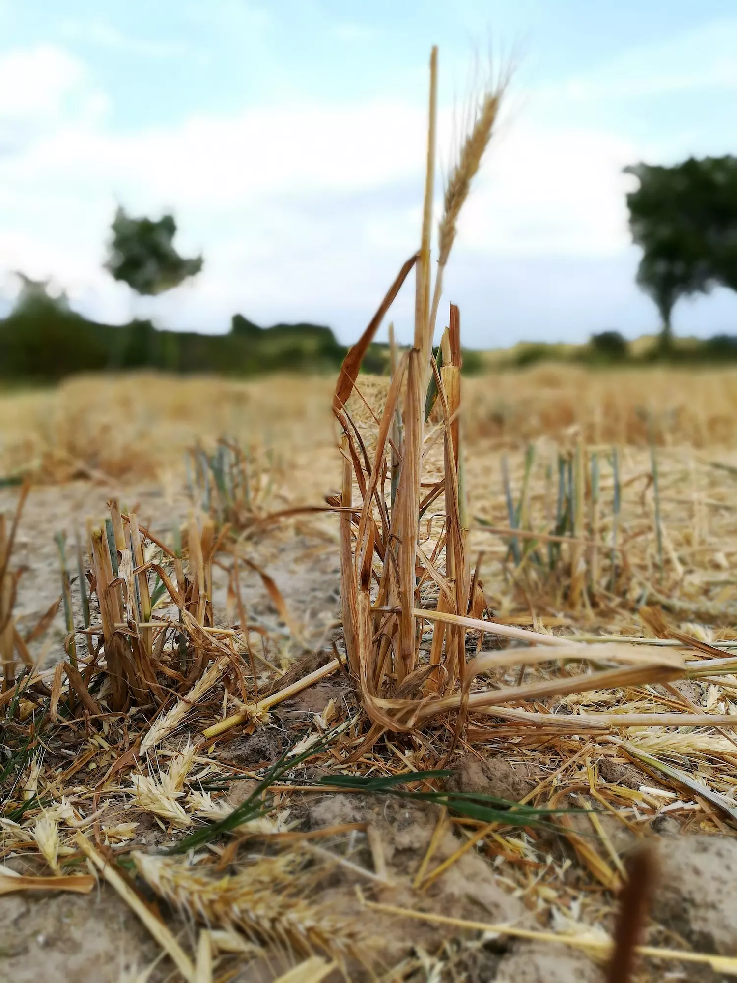 Close up stalks field against sky