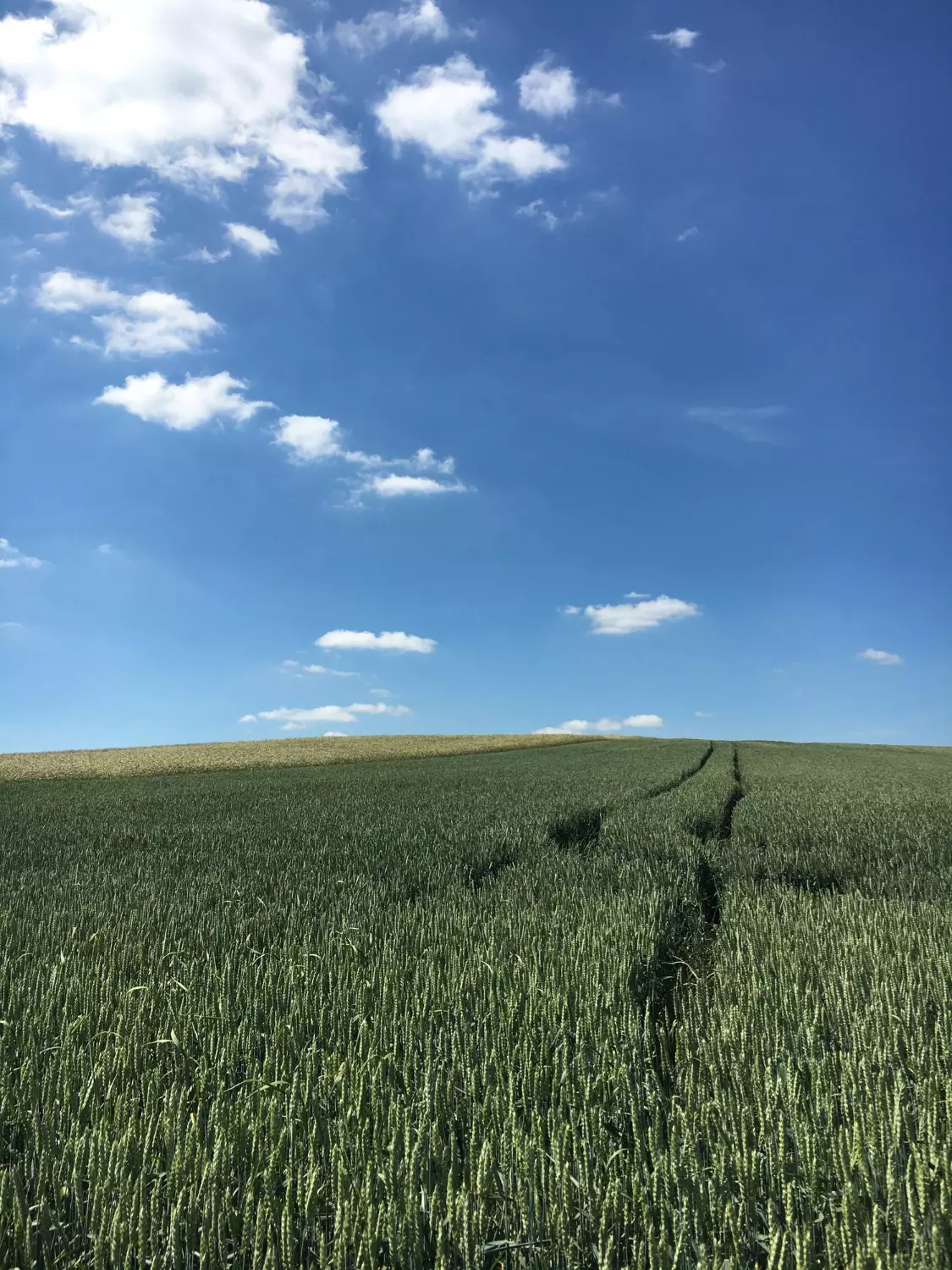 Sceniczny widok pola rolniczego na tle błekitnego nieba