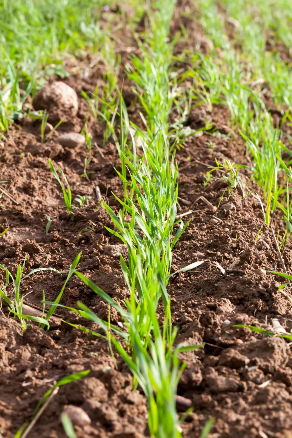 Swieżo uprawiana zielona trawa pszeniczna
