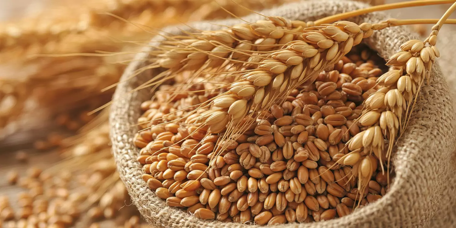 Golden wheat grains and stalks