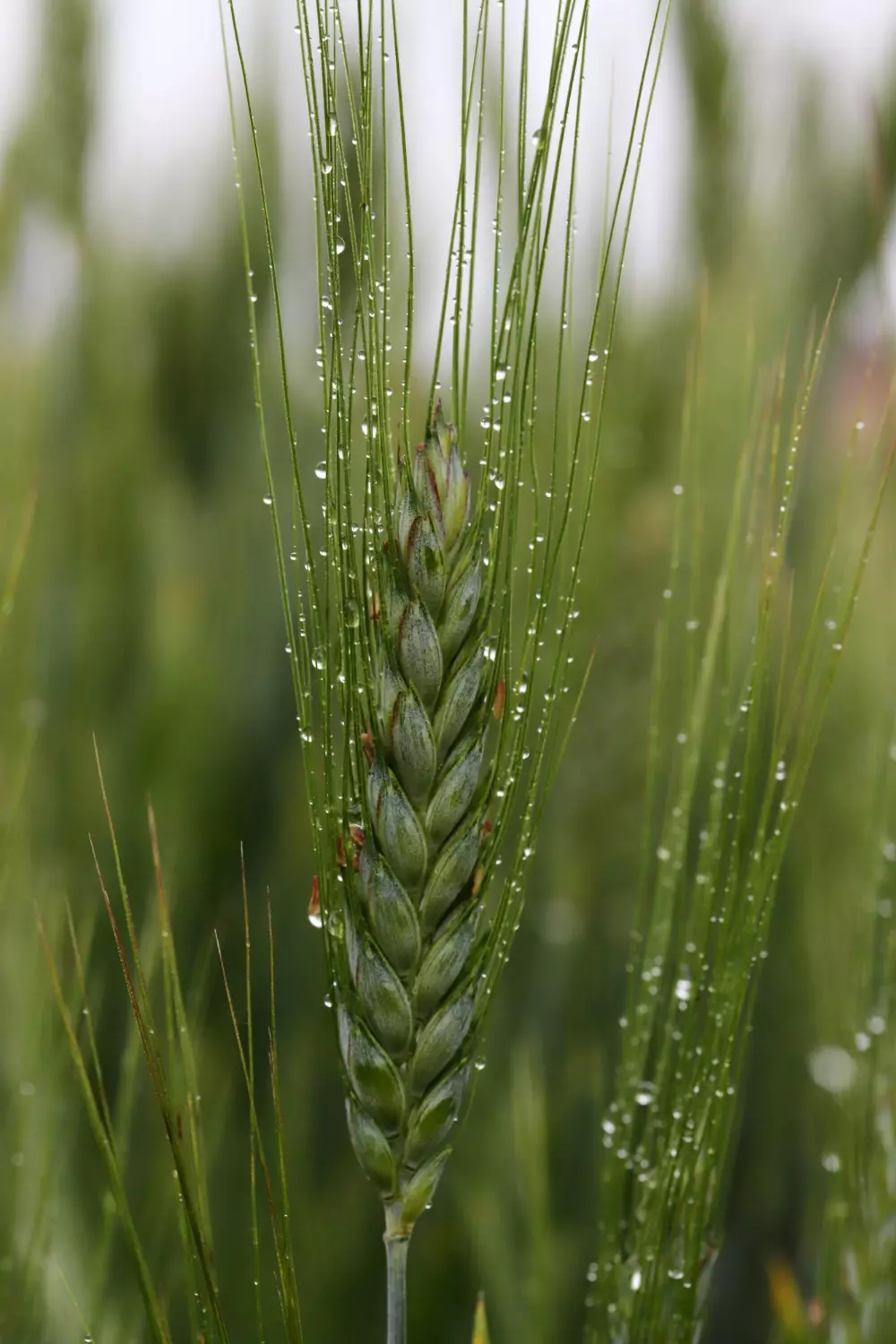 Zbliżone ujęcie ziaren pszenicy w kroplach deszczu