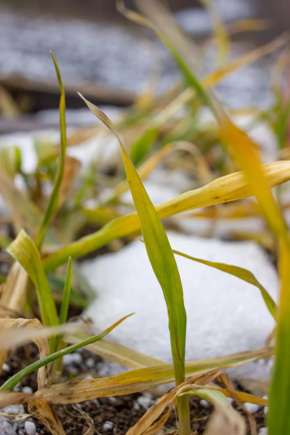 Żółty liść mrożonej pszenicy